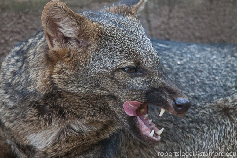 crab-eating fox